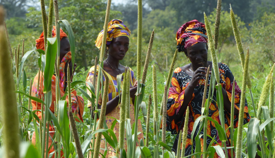 Gender equality and social inclusion