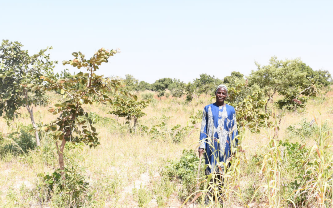 A grassroots regreening movement