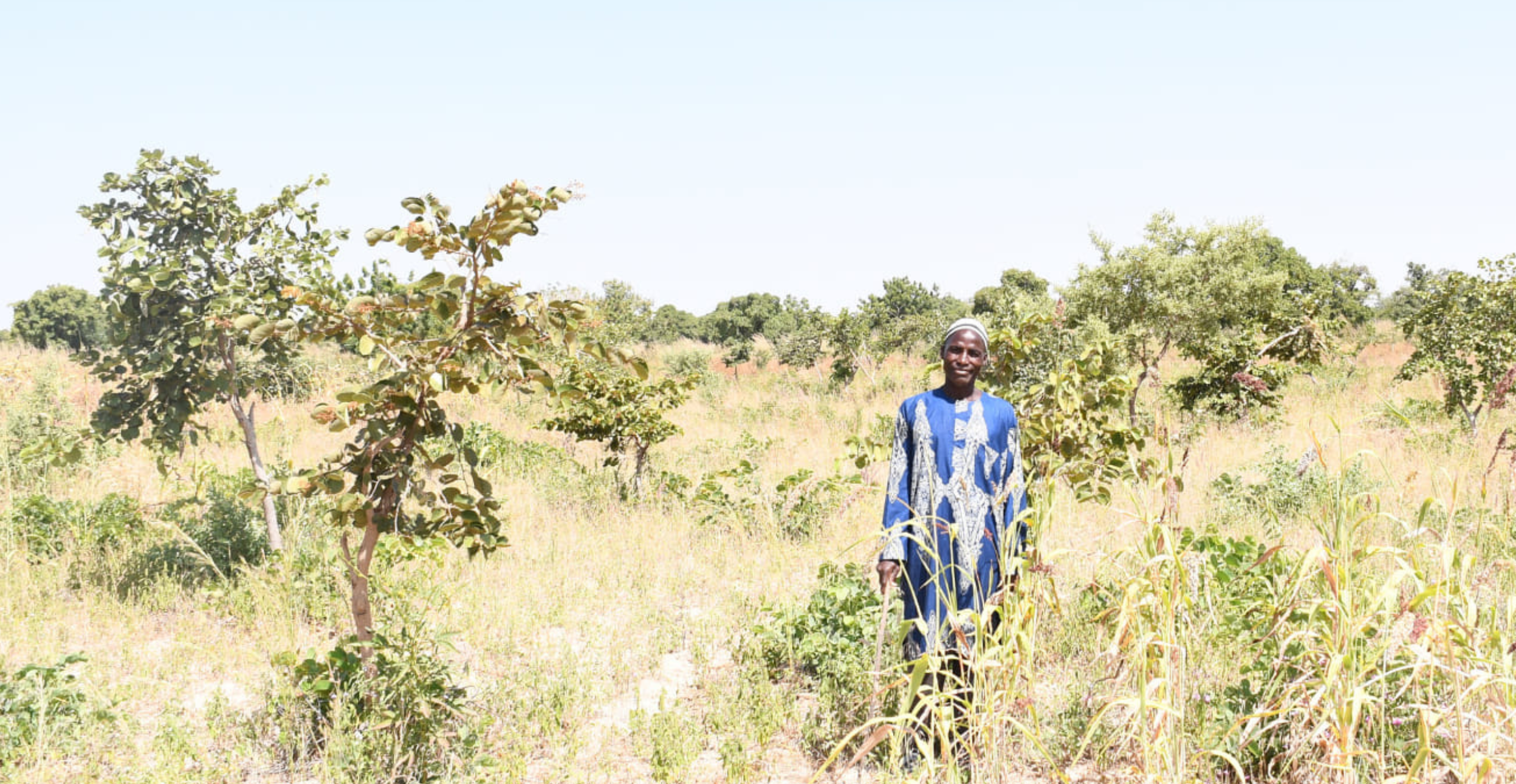 A grassroots regreening movement