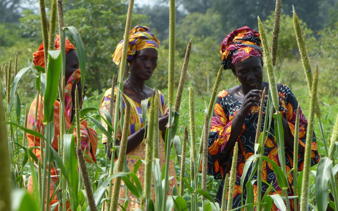 Gender equality and social inclusion