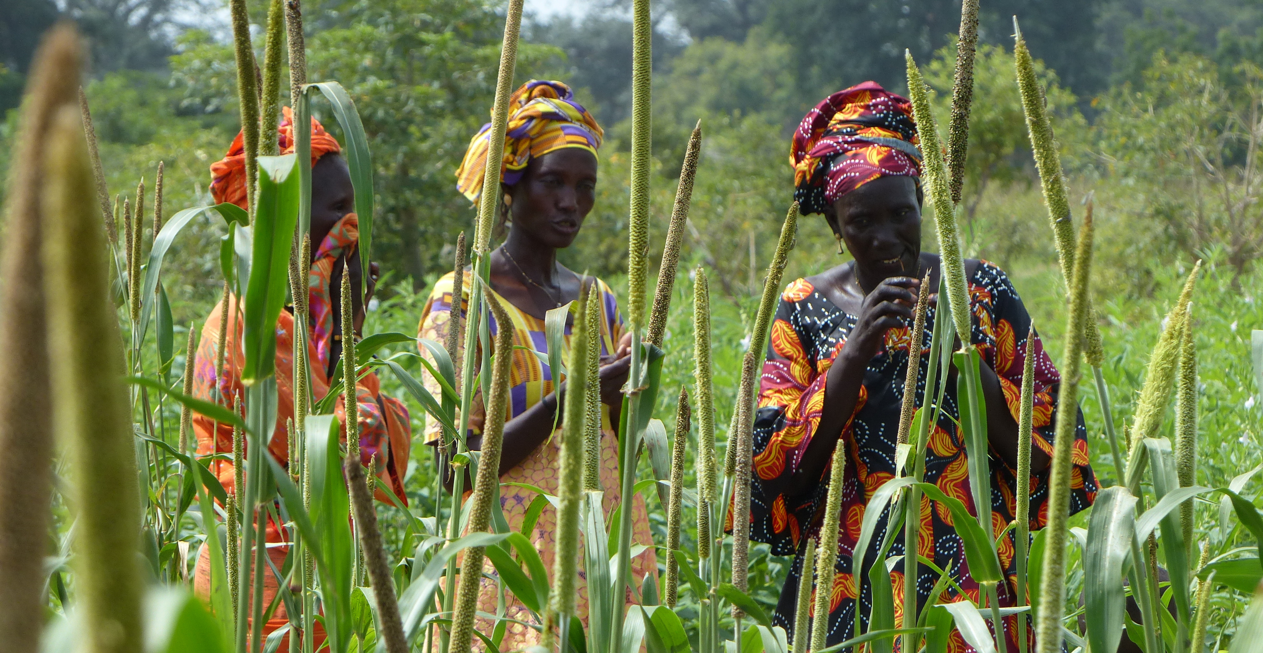 Gender equality and social inclusion