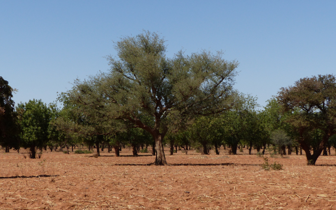 Scaling up FMNR for healthy landscapes