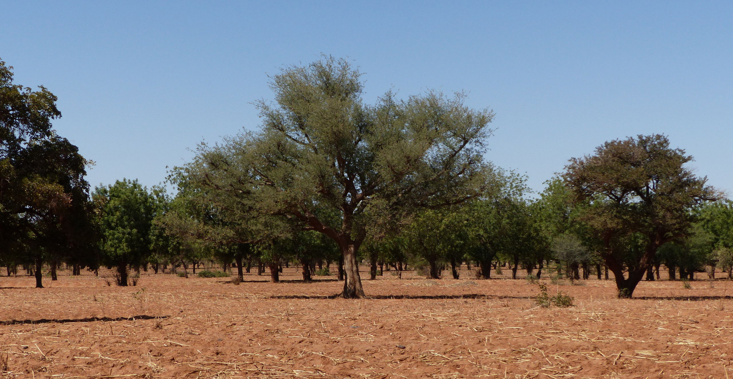 Scaling up FMNR for healthy landscapes
