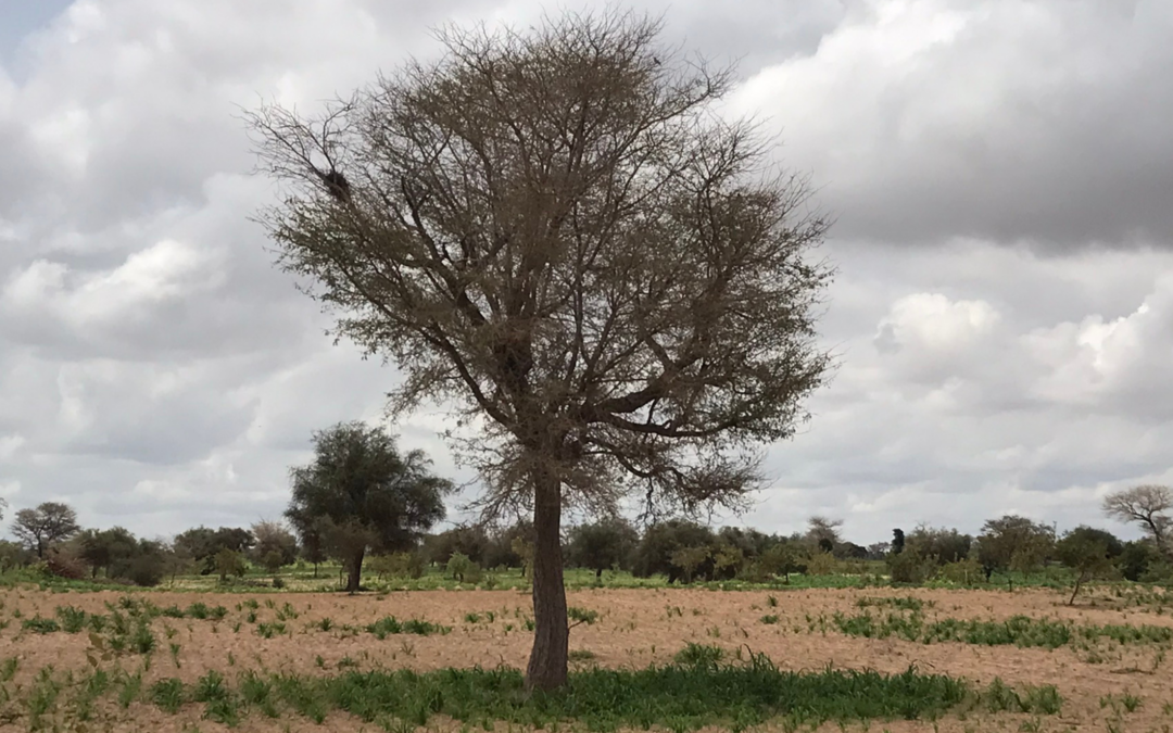 Faidherbia albida: a friend to the Sahel’s farmers